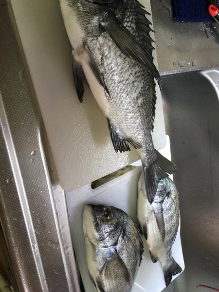 津田沖一文字でチヌ