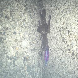 亀浦観光港の道路沿いでタコ