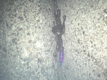 亀浦観光港の道路沿いでタコ