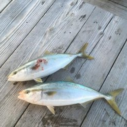 ウチノ海筏でダンゴ&ナブラ祭り