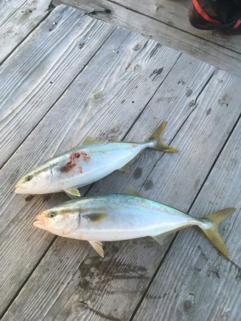 ウチノ海筏でダンゴ&ナブラ祭り