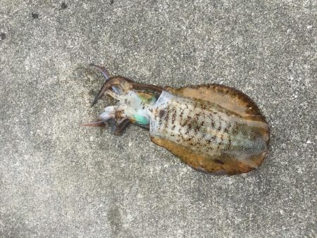 結局は腕やっさ！