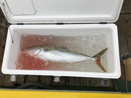 初メジロゲット!!