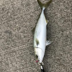 ベイトがいっぱい！