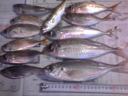 メッキ、ジャンボアジ、カイズ等