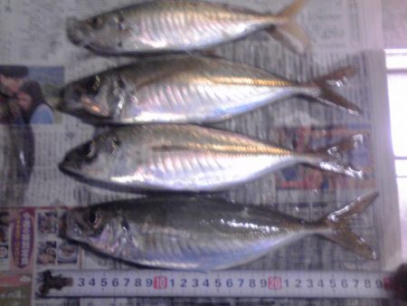 ジャンボアジ（尺アジ）4匹