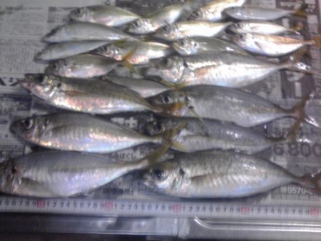 サビキでジャンボアジ（尺アジ）