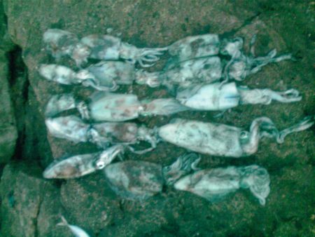 ヤガラがアジを丸呑み