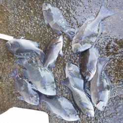 グレ・アオリイカ・小さい・・・・・・