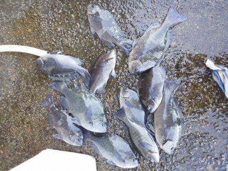 グレ・アオリイカ・小さい・・・・・・