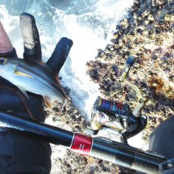 グレ小さかった・・コツパ・小イサキ沢山・・