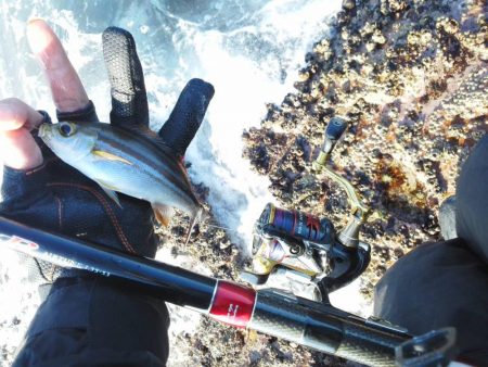 グレ小さかった・・コツパ・小イサキ沢山・・