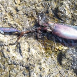 そろそろヤエンに…