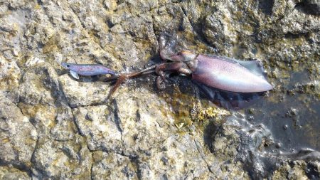 そろそろヤエンに…