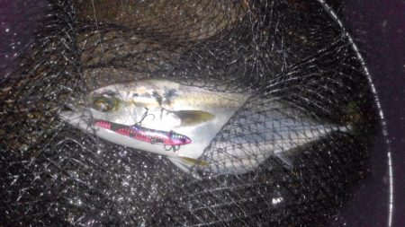 夜の顔、朝の顔