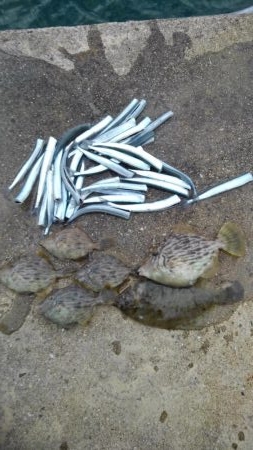 タイラバからの陸っパリ