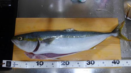 フォールでパクリ！