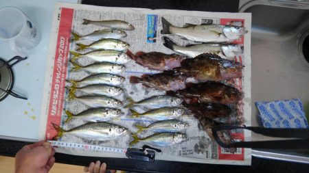 コスモスクエア夜サビキ