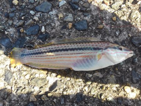 外道、げどう、ゲドウ