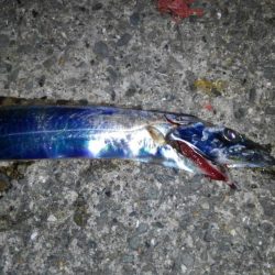 青物はアカン感じ