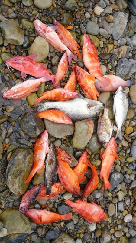 アカハタボート