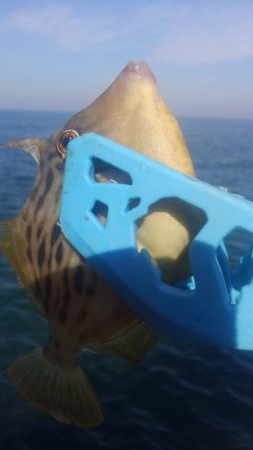 カワハギも終わりやね