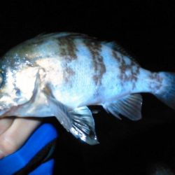 メバル高活性！