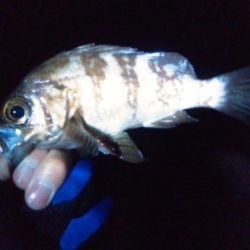 ガシラ入れ食い!