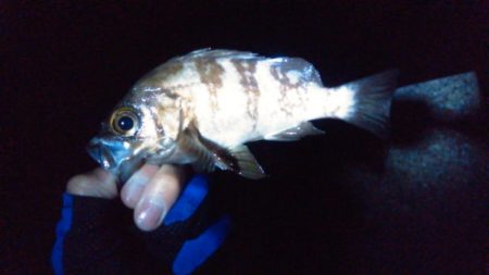 ガシラ入れ食い!