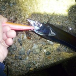 お久しぶりね～ハマチに会うなんて～♪