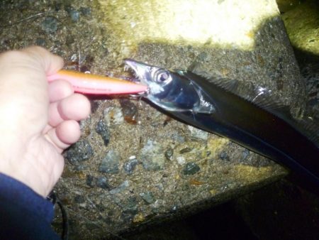 お久しぶりね～ハマチに会うなんて～♪