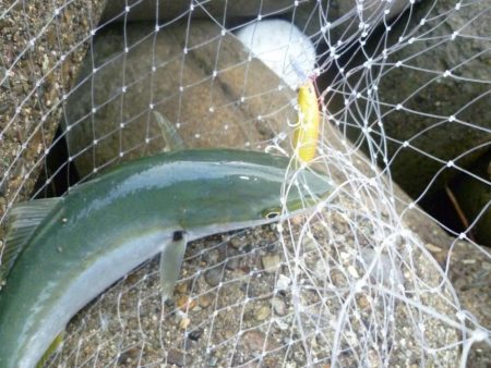 ノマセ師に負けるなルアーマン!