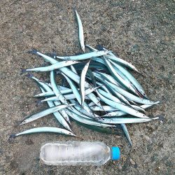 サヨリ入れ食い！