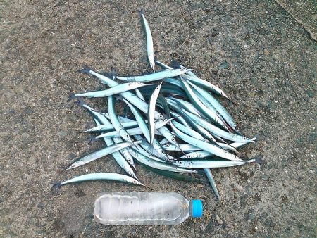 サヨリ入れ食い！