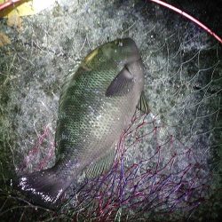 グレ2枚ゲット!