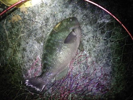 グレ2枚ゲット！