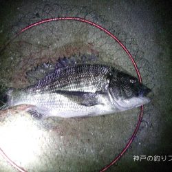 チヌ49.5cmゲット！