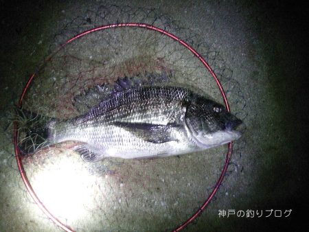 チヌ49.5cmゲット！