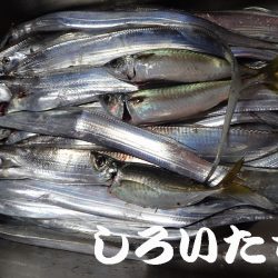 先日、タチウオ超シブかったけどどう?