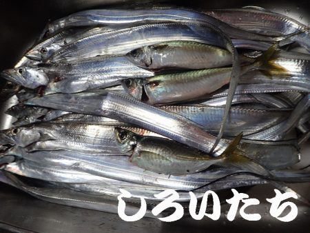 先日、タチウオ超シブかったけどどう？