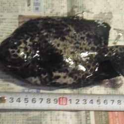 イシガキダイ、メンドリ、イガミ、サンノジハゲその他