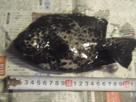 イシガキダイ、メンドリ、イガミ、サンノジハゲその他