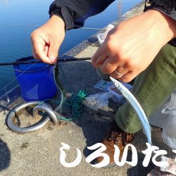 マイワシを狙いに。