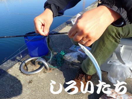 マイワシを狙いに。