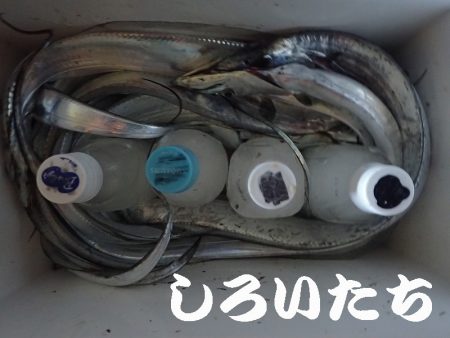 12日の兵庫突提に行ってきました。