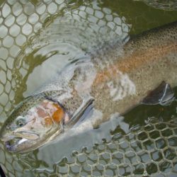 大安トラウトレイク 釣果