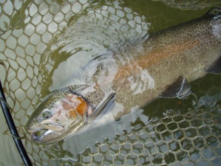 大安トラウトレイク 釣果