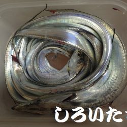 タチウオ、寒さにビクリ？それとも減った？