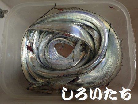 タチウオ、寒さにビクリ？それとも減った？