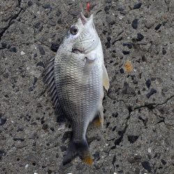 カレイを狙いましたが。